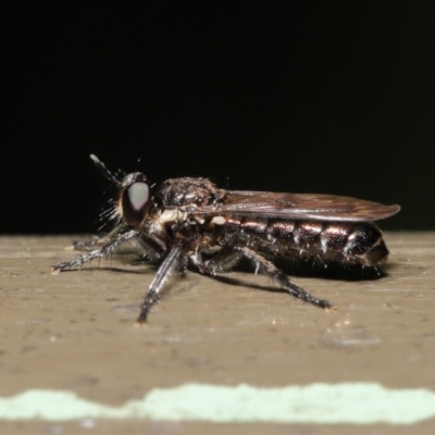 Atomosiini sp. (tribe) (Atomosiine robber fly) at Acton, ACT - 18 Nov 2019 by TimL