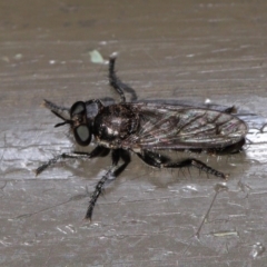 Atomosiini sp. (tribe) at Acton, ACT - 19 Nov 2019 09:40 AM