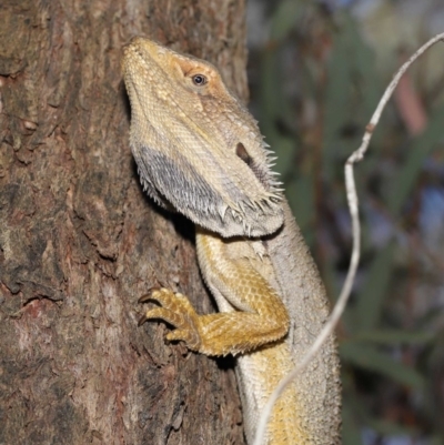 Pogona barbata (Eastern Bearded Dragon) at Acton, ACT - 20 Nov 2019 by TimL