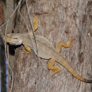 Pogona barbata at Acton, ACT - 20 Nov 2019