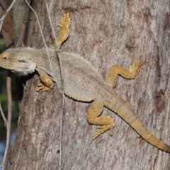 Pogona barbata at Acton, ACT - 20 Nov 2019