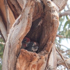 Callocephalon fimbriatum (Gang-gang Cockatoo) at GG229 - 7 Jan 2020 by JackyF