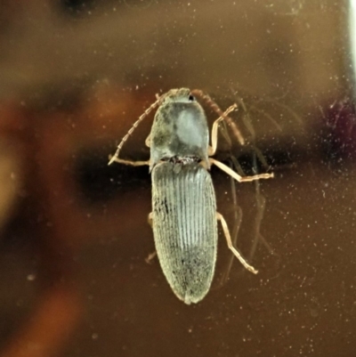 Monocrepidus (genus) (Click beetle) at Cook, ACT - 3 Jan 2020 by CathB