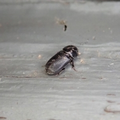 Aphodiinae (subfamily) at Cook, ACT - 3 Jan 2020