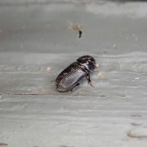 Aphodiinae (subfamily) at Cook, ACT - 3 Jan 2020