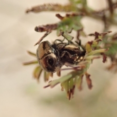 Ditropidus sp. (genus) at Dunlop, ACT - 2 Jan 2020