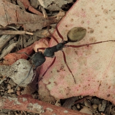 Camponotus suffusus (Golden-tailed sugar ant) at Cook, ACT - 4 Jan 2020 by CathB