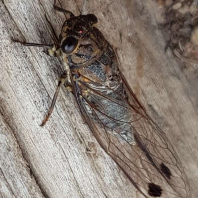 Galanga labeculata (Double-spotted cicada) at Weston, ACT - 7 Jan 2020 by AliceH