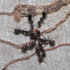 Iridomyrmex rufoniger at Hackett, ACT - 22 Nov 2019