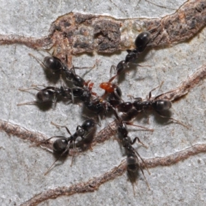 Iridomyrmex rufoniger at Hackett, ACT - 22 Nov 2019