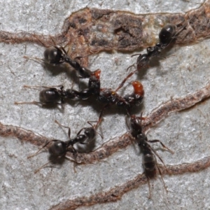 Iridomyrmex rufoniger at Hackett, ACT - 22 Nov 2019