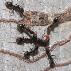 Iridomyrmex rufoniger at Hackett, ACT - 22 Nov 2019