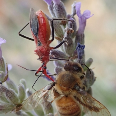 Gminatus australis (Orange assassin bug) at Spence, ACT - 8 Jan 2020 by Laserchemisty