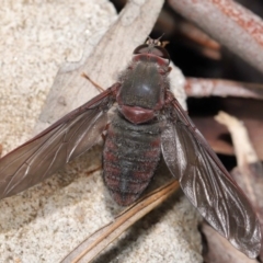 Comptosia insignis (A bee fly) at Acton, ACT - 22 Nov 2019 by TimL