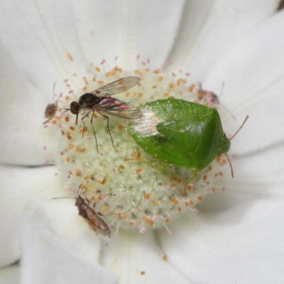 Cuspicona simplex (Green potato bug) at Acton, ACT - 22 Nov 2019 by TimL