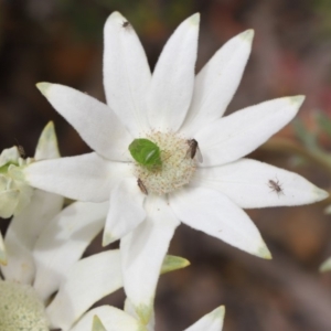 Cuspicona simplex at Acton, ACT - 22 Nov 2019 11:23 AM