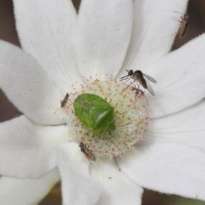 Cuspicona simplex at Acton, ACT - 22 Nov 2019 11:23 AM