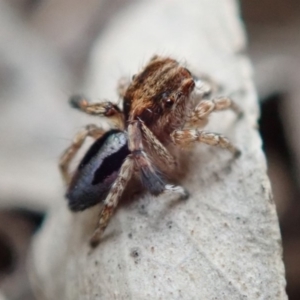 Maratus chrysomelas at Spence, ACT - 8 Jan 2020