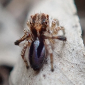 Maratus chrysomelas at Spence, ACT - 8 Jan 2020