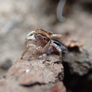 Maratus chrysomelas at Spence, ACT - 8 Jan 2020