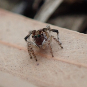 Maratus chrysomelas at Spence, ACT - 8 Jan 2020