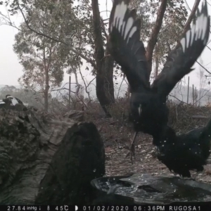 Corcorax melanorhamphos at Yass River, NSW - 2 Jan 2020