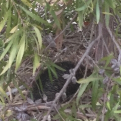 Tachyglossus aculeatus (Short-beaked Echidna) at Mount Rogers - 8 Jan 2020 by Npeel01