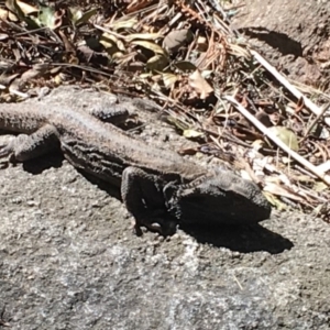 Pogona barbata at Flynn, ACT - suppressed