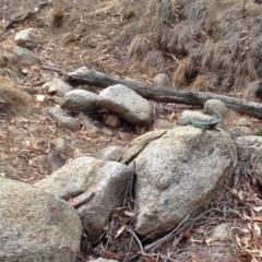 Intellagama lesueurii howittii (Gippsland Water Dragon) at Booth, ACT - 8 Jan 2020 by KMcCue