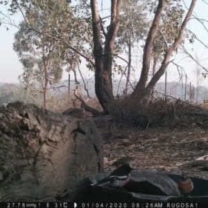 Petroica boodang at Yass River, NSW - 4 Jan 2020