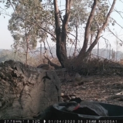 Petroica boodang at Yass River, NSW - 4 Jan 2020