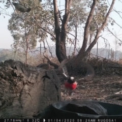 Petroica boodang at Yass River, NSW - 4 Jan 2020