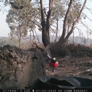 Petroica boodang at Yass River, NSW - 4 Jan 2020