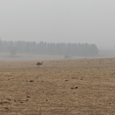 Dromaius novaehollandiae (Emu) at Wingecarribee Local Government Area - 7 Jan 2020 by Margot