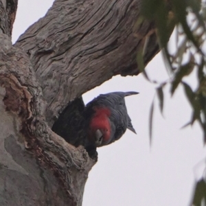 Callocephalon fimbriatum at Garran, ACT - suppressed