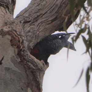 Callocephalon fimbriatum at Garran, ACT - suppressed