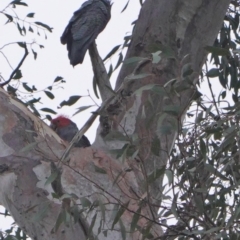 Callocephalon fimbriatum at Garran, ACT - suppressed