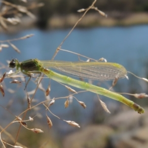 Coenagrionidae sp. (family) at Gordon, ACT - 27 Nov 2019