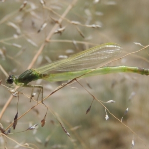 Coenagrionidae sp. (family) at Gordon, ACT - 27 Nov 2019