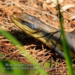 Tiliqua scincoides scincoides (Eastern Blue-tongue) at Ulladulla, NSW - 27 Dec 2019 by Charles Dove