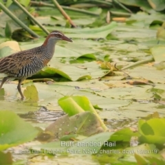 Gallirallus philippensis (Buff-banded Rail) at Burrill Lake, NSW - 29 Dec 2019 by Charles Dove