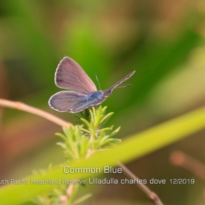 Zizina otis (Common Grass-Blue) at Ulladulla, NSW - 29 Dec 2019 by Charles Dove