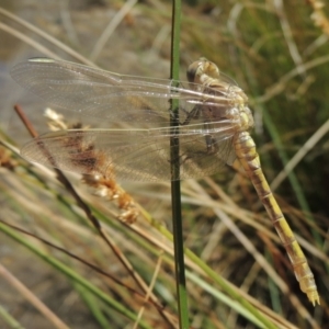 Orthetrum caledonicum at Gordon, ACT - 27 Nov 2019