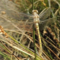 Orthetrum caledonicum at Gordon, ACT - 27 Nov 2019