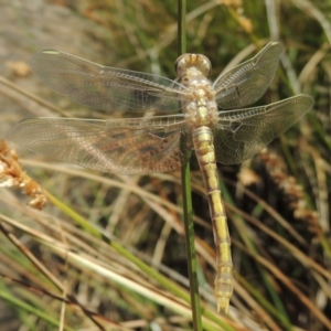 Orthetrum caledonicum at Gordon, ACT - 27 Nov 2019