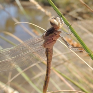 Orthetrum caledonicum at Gordon, ACT - 27 Nov 2019