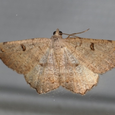 Dissomorphia australiaria (Dashed Geometrid, Ennominae) at Ainslie, ACT - 30 Dec 2019 by jb2602