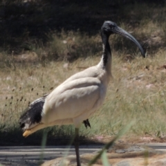 Threskiornis molucca (Australian White Ibis) at Gordon, ACT - 27 Nov 2019 by michaelb