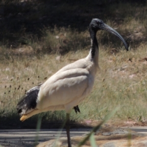 Threskiornis molucca at Gordon, ACT - 27 Nov 2019 12:45 PM