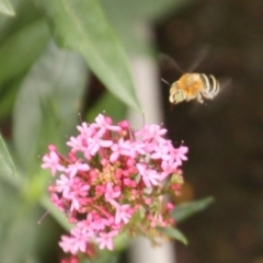 Amegilla (Zonamegilla) asserta (Blue Banded Bee) at Calwell, ACT - 9 Jan 2020 by DonLimn